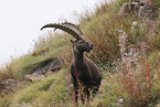 Alpensteinbock
