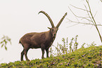 Alpensteinbock