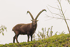 Alpensteinbock