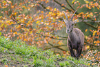Alpensteinbock
