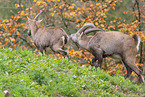 Alpensteinbock
