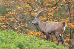 Alpensteinbock