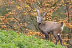 Alpensteinbock