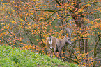 Alpensteinbock
