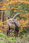 Alpensteinbock