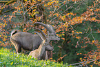 Alpensteinbock