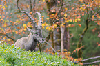 Alpensteinbock