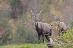 Alpensteinbock