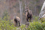 Alpensteinbock
