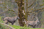 Alpensteinbock