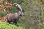 Alpensteinbock