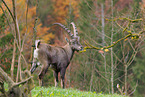Alpensteinbock