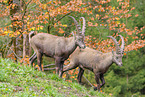 Alpensteinbock