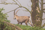 Alpensteinbock