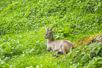 Alpensteinbock