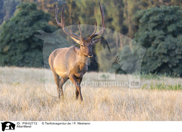 Altai-Maral / PW-02712