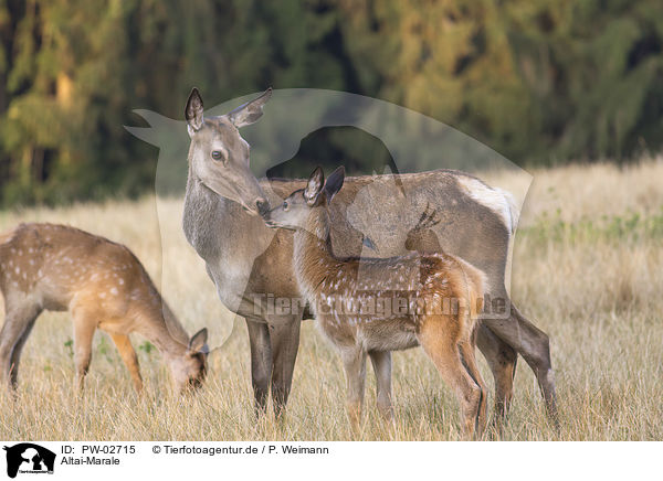 Altai-Marale / Altai elks / PW-02715