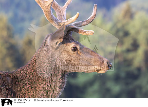Altai-Maral / Altai elk / PW-02717