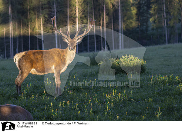 Altai-Marale / Altai Wapitis / PW-08821