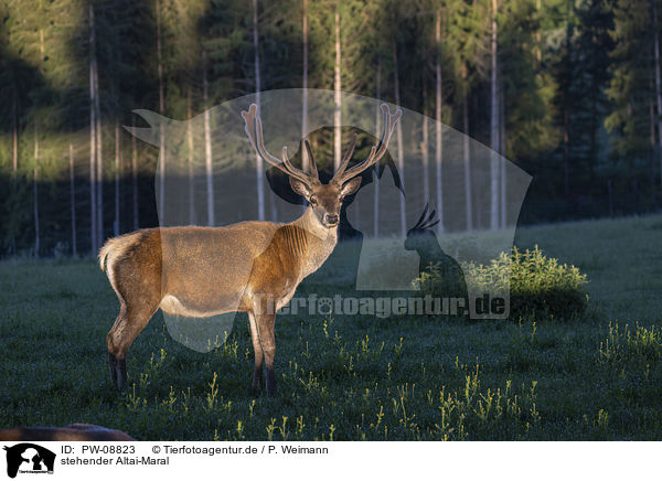 stehender Altai-Maral / standing Altai Wapiti / PW-08823