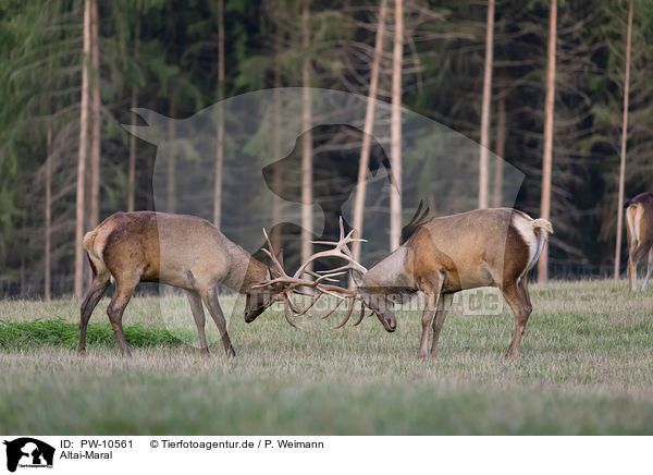 Altai-Maral / PW-10561