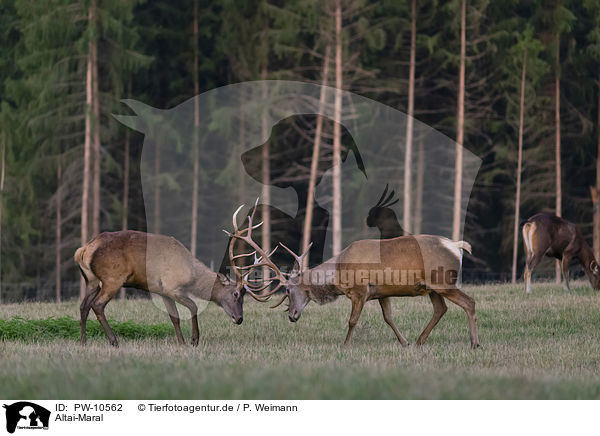 Altai-Maral / Altai Wapiti / PW-10562