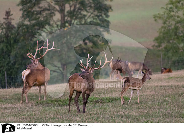 Altai-Maral / Altai Wapiti / PW-10563