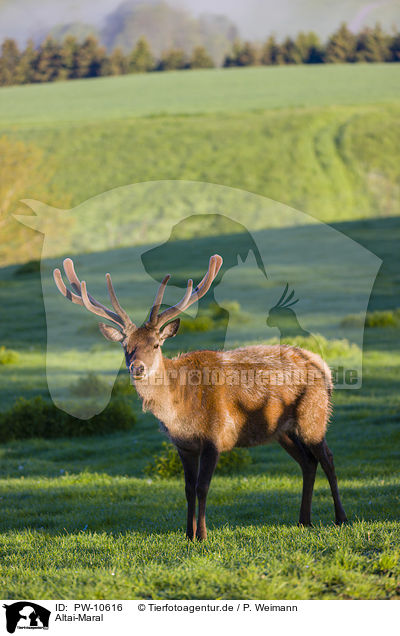 Altai-Maral / Altai Wapiti / PW-10616