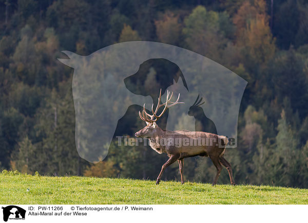 Altai-Maral auf der Wiese / PW-11266