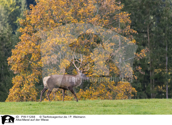 Altai-Maral auf der Wiese / Altai-Maral on the meadow / PW-11268