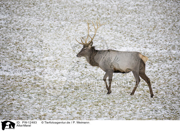 Altai-Maral / Altai Wapiti / PW-12483