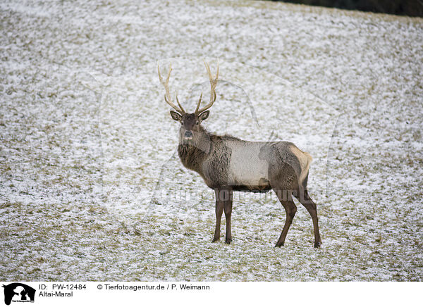 Altai-Maral / PW-12484