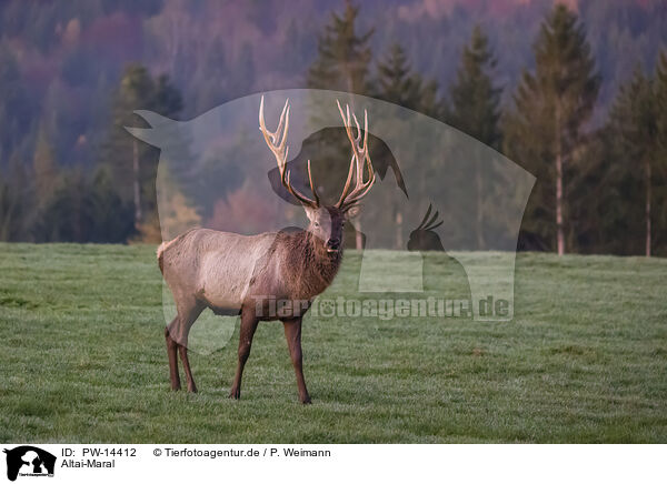 Altai-Maral / Altai-Maral, / PW-14412