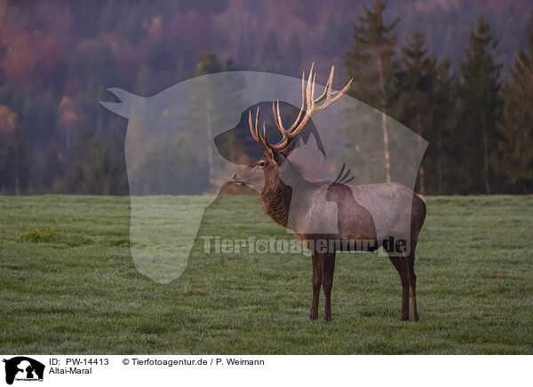 Altai-Maral / Altai-Maral, / PW-14413