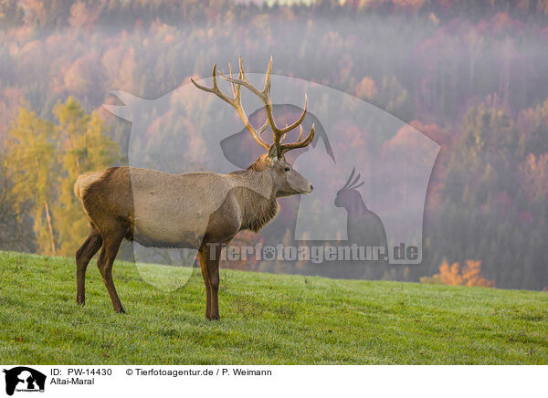 Altai-Maral / Altai-Maral, / PW-14430