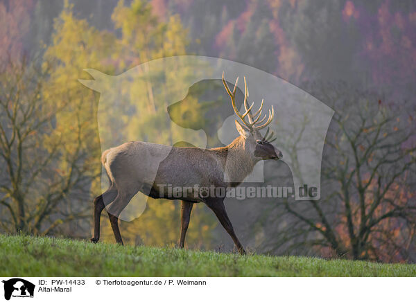 Altai-Maral / Altai-Maral, / PW-14433