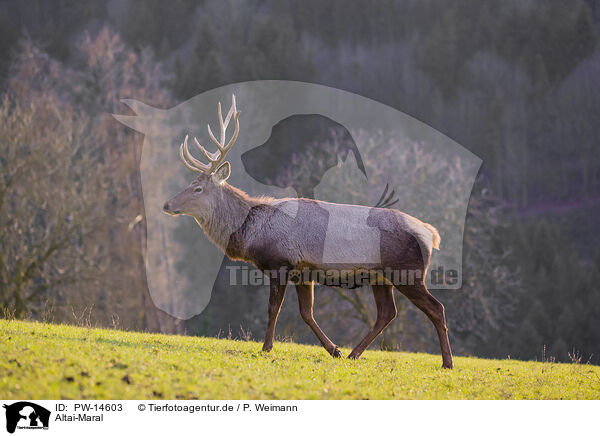 Altai-Maral / Altai Wapiti / PW-14603