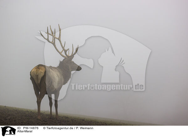 Altai-Maral / Altai Wapiti / PW-14876