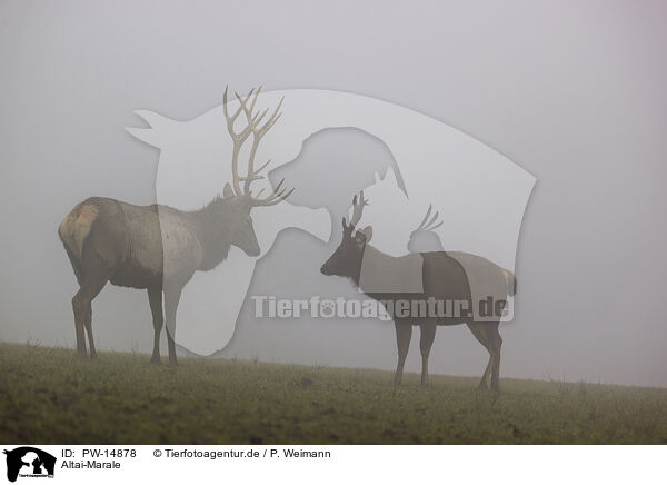 Altai-Marale / Altai Wapitis / PW-14878