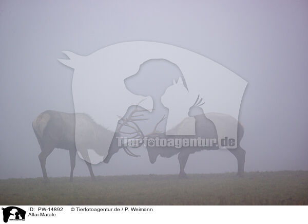 Altai-Marale / Altai Wapitis / PW-14892