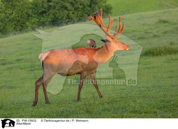 Altai-Maral / Altai Wapiti / PW-15602