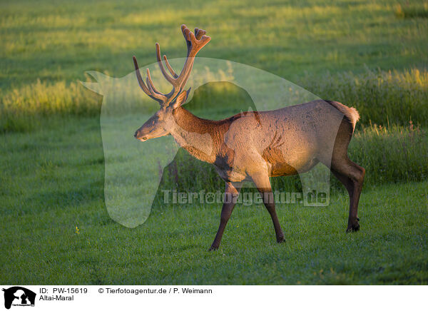 Altai-Maral / Altai Wapiti / PW-15619