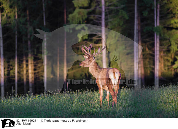 Altai-Maral / Altai Wapiti / PW-15627