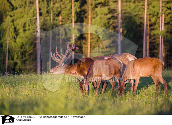 Altai-Marale / Altai Wapitis / PW-15639