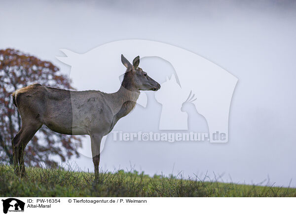 Altai-Maral / Altai elk / PW-16354