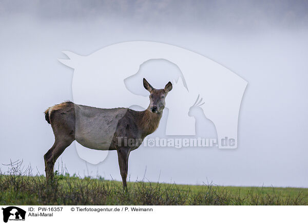 Altai-Maral / Altai elk / PW-16357