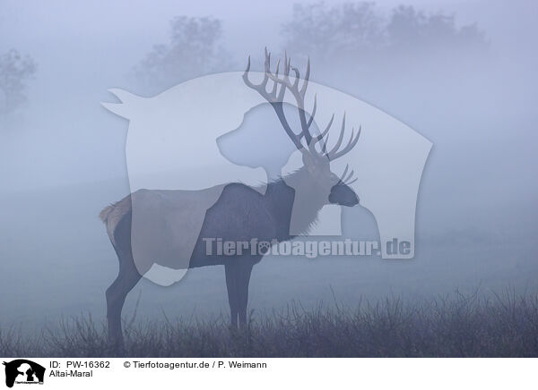 Altai-Maral / Altai elk / PW-16362