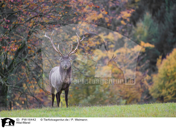 Altai-Maral / Altai elk / PW-16442