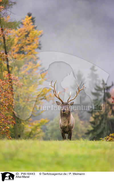 Altai-Maral / Altai elk / PW-16443