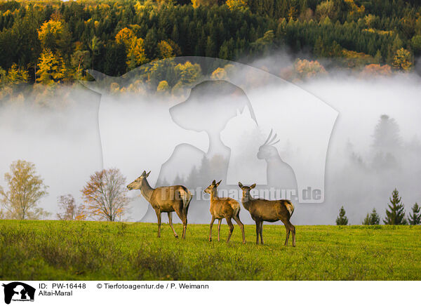 Altai-Maral / Altai elk / PW-16448